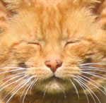 pusscat