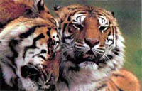 tigers