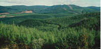 pine plantations