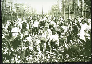 Gardening in the street, 1900s, NYC